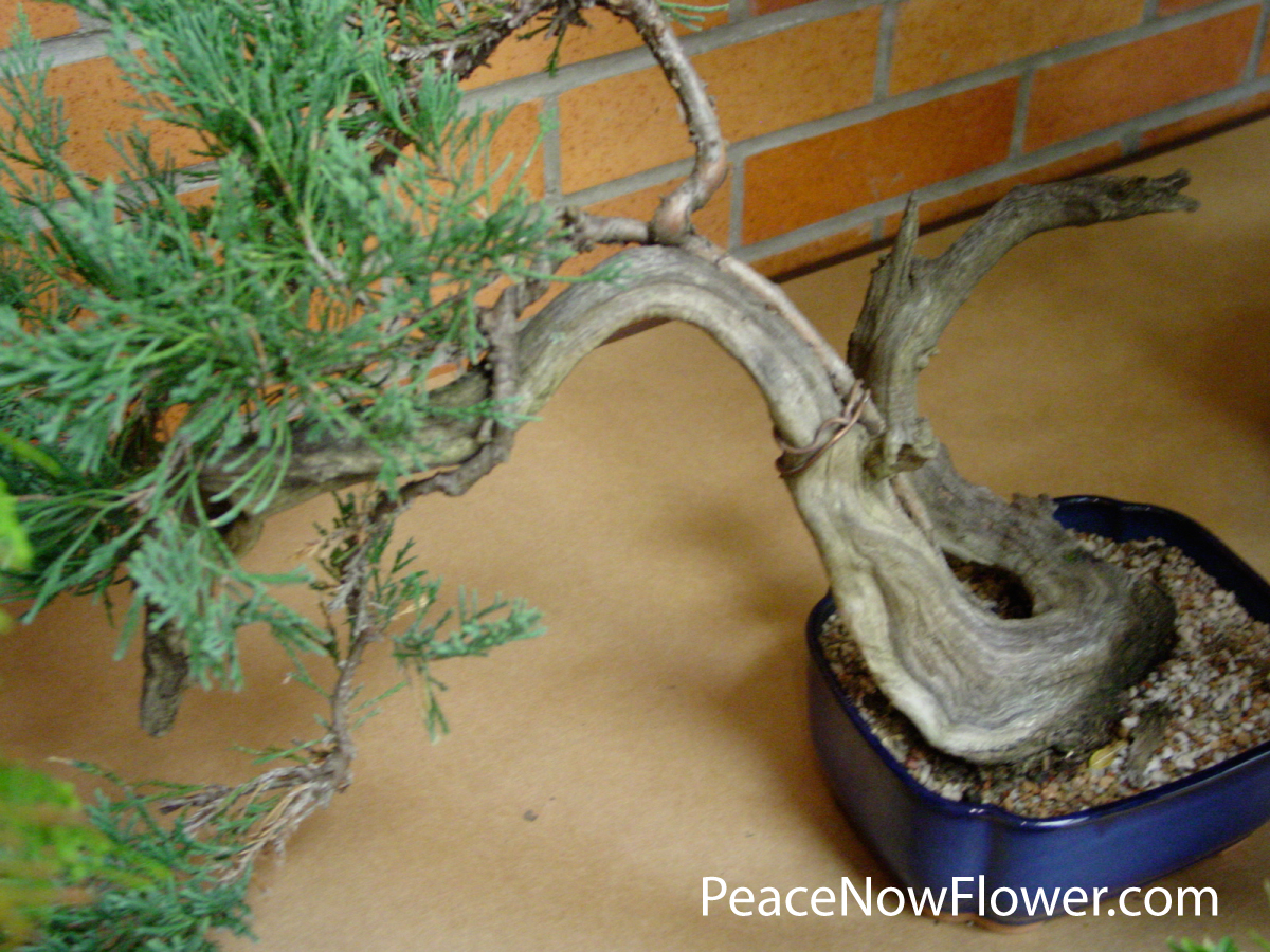 bonsai_well_designed